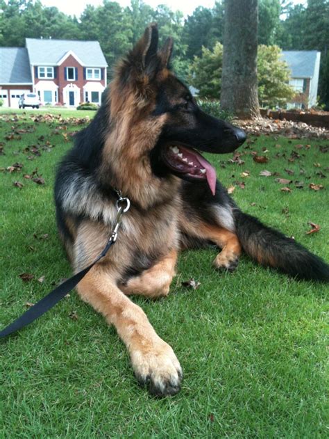 Beautiful King Shepherd Dog Photo And Wallpaper Beautiful Beautiful