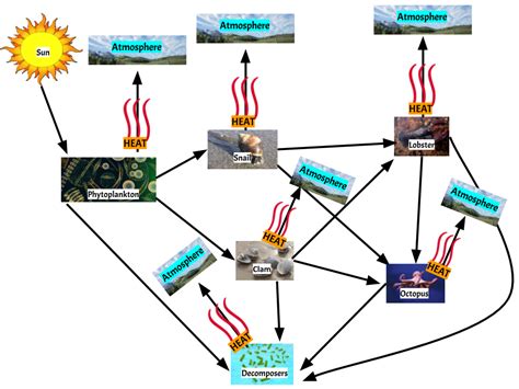 Food Webs And Energy Flow Diagram Quizlet