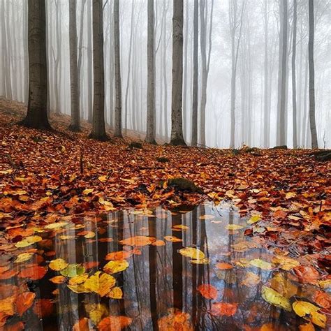 Autumn Puddle By Martinrakphoto 🍁 Nature Photography Landscape