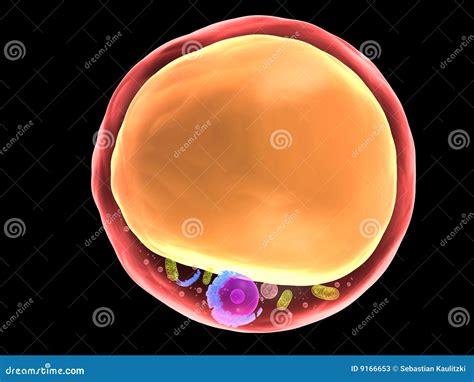 Fat Cell Stock Illustration Illustration Of Microbiology 9166653