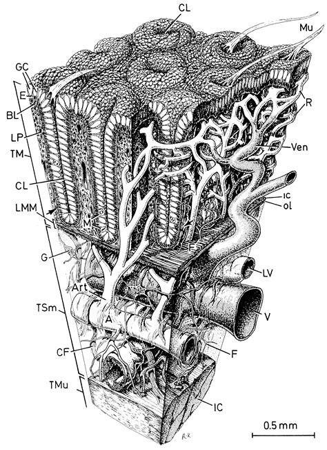 Crypt Colon Histology Crypts Colorectal Structure Dessin Figure