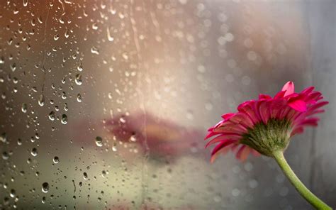 Download 68 Beautiful Rain Wallpaper Iphone Gambar Gratis Terbaru Postsid