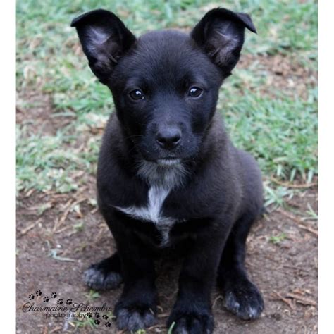 Our atlanta dog sitting, dog walking, and other pet services are available to clients throughout the metropolitan area. Atlanta - Large Female Kelpie x Red Heeler Mix Dog in VIC ...