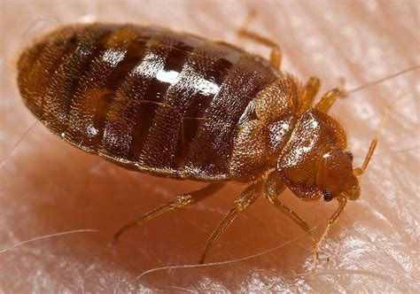 How Dangerous Are Bed Bugs