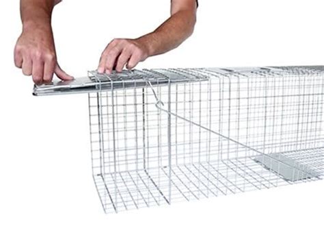 Here you may to know how to trap a groundhog. How to Trap Groundhogs | Groundhog Trapping | Havahart®