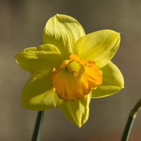 Easter Daffodil Flickr Photo Sharing