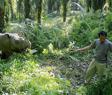 Malaysia’s Last Male Sumatran Rhino Dies Cnn