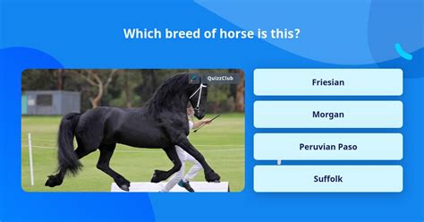 Which Breed Of Horse Is This Trivia Questions Quizzclub