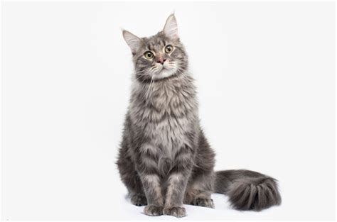 7 Cat Sitting Positions And Their Meaning Explained