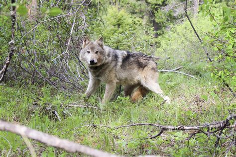 Colorado Has Released Its Plan To Reintroduce Wolves Now It Has To