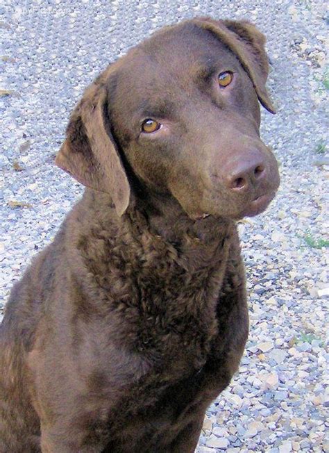 Sometimes, you may find dogs and puppies for free to a good home by an owner who may no longer be able to look after them because of personal. Chesapeake Bay Retriever in PA free to good home ...