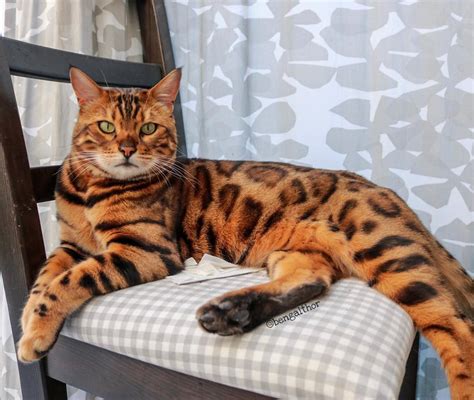 25 Gorgeous Bengal Cat Breed Pictures That Took The Internet By Storm