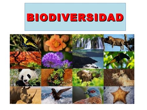 La variedad de animales, plantas, hongos e incluso la biodiversidad sustenta todo lo que necesitamos para sobrevivir en la naturaleza, incluyendo agua potable, medicamentos, alimentos y seguridad. Biodiversidad 1