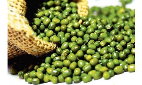 Dear readers, green gram also is known as golden gram, this green gram is rich in vitamin b, c, proteins, and manganese. Green gram dal - combines health and beauty in nature
