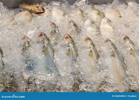 Raw Fresh Fish On Ice Stock Photo Image Of Preparation 34004900