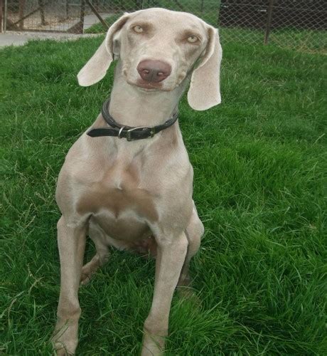 Tiki 15 Month Old Female Weimaraner Available For Adoption
