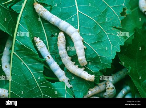 Silkworms Fifth Instar Silkworm Larvae Feeding On Mulberry Leaves