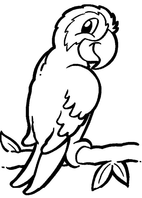 African Grey Parrot Coloring Page Animals Town Free African Grey