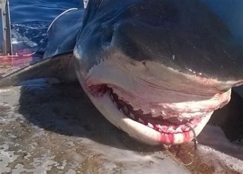 mystery surrounds massive tiger shark caught off australia men s journal