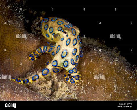 Blue Ringed Octopus Shabireliki