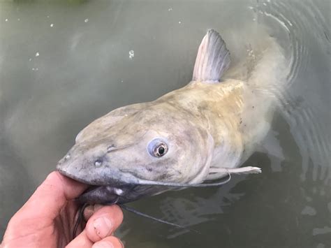 Species 87 — Channel Catfish Caughtovgard