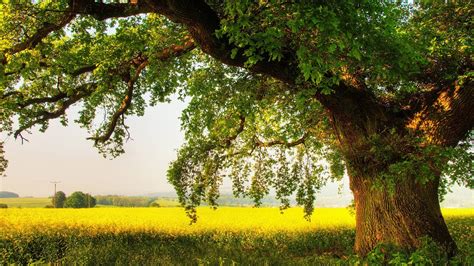 Manzaralı Güzel Ağaç Resimleri Rooteto