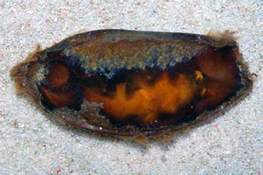 The cat sharks are a diverse group. Banded Cat Shark Egg Case - Chiloscyllium sp.