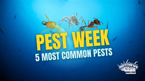 5 Most Common Pests Matthews Landscape And Pest