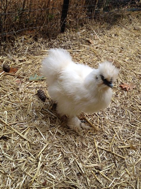 White Silkie Backyard Chickens Learn How To Raise Chickens