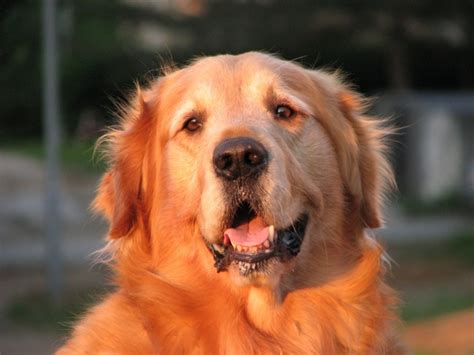 Golden Retriever Dog Canine Photos In  Format Free And Easy