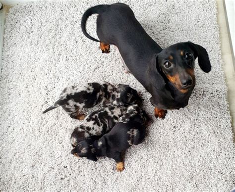 Dachshundhave great physical and mental characteristics that make them excellent partners for responsible, active, and caring owners. Stunning Miniature Dachshund Puppies Offer €225