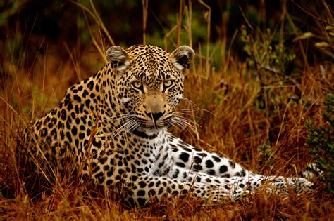 50 Best Wildlife Photography To Get Inspire - The WoW Style