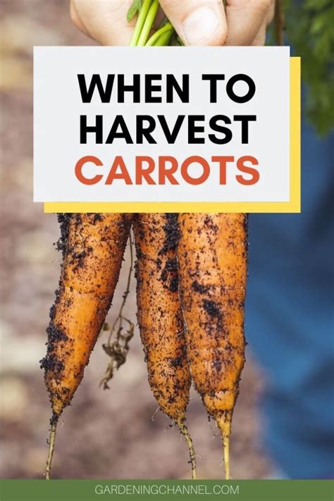 The trick of knowing when to harvest garlic. How do you know when carrots are ready to harvest ...