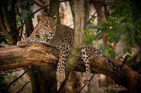 Leopardo Amur En Peligro De Extinción Descansando Sobre Un árbol En El
