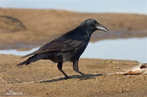 Carrion Crow Photos Carrion Crow Images Nature Wildlife