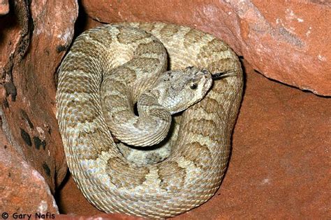 Grand Canyon Rattlesnakecrotale De Grand Canyoncrotalus Oreganus