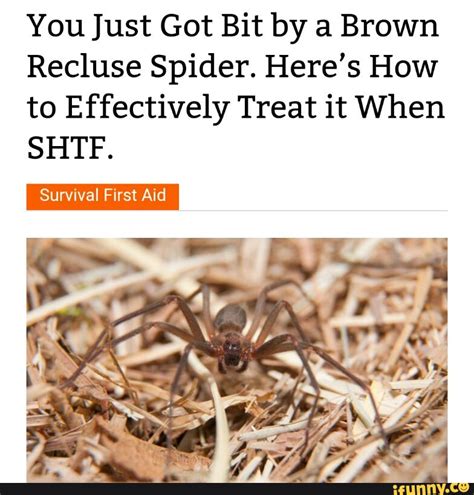 You Just Got Bit By A Brown Recluse Spider Heres How To Effectively My Xxx Hot Girl