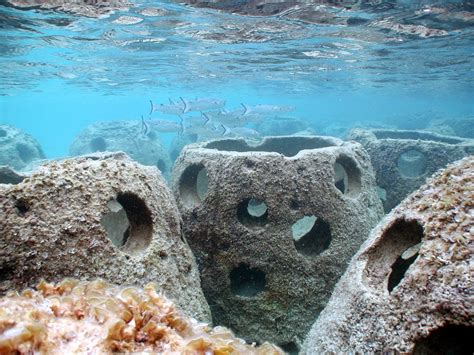 Artificial Reefs Everything You Should Know And More Much