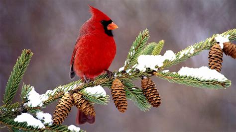 Red Cardinal Bird In Snow Hd1080p Youtube