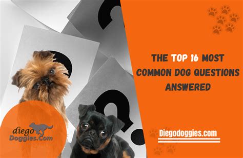 The Top 16 Most Common Dog Questions Answered