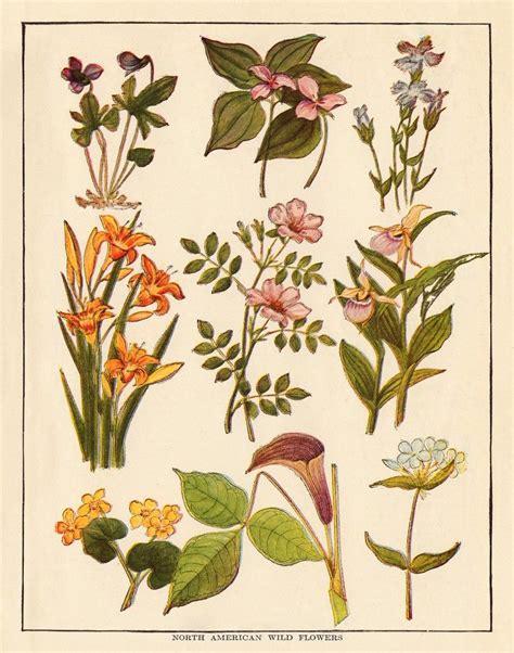 Wildflower Botanical Art Free Printable Botanical Prints Free