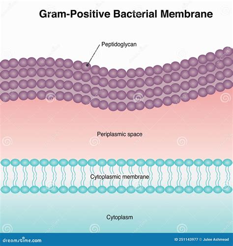Structure Of Gram Positive Bacteria Cell Wall Royalty Free Illustration