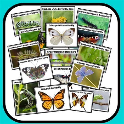 Butterfly Theme Preschool Classroom Lesson Plans Preschool Teacher 101