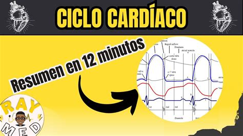 Ciclo Cardiaco Diagrama De Wiggers Youtube