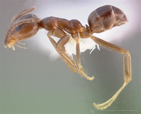 The Asian Needle Ant Coming To A Forest Near You Scienceline