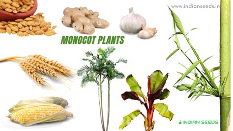 Difference Between Monocot Seed And Dicot Seed Indian Seeds