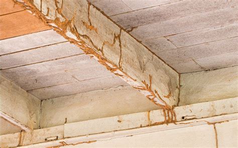 5 Signs You Might Have Termites In Your Home Pest Ex