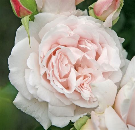 Róża Rabatowa Constanze Mozart Róża Ogrodowa Sklep Sobieszek producent