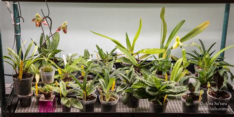 The problem is that consumers has no way to know the efficiency of a. LED lights for growing orchids: our Paphiopedilum seedling ...