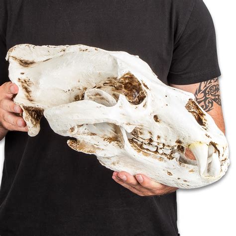Replica Polar Bear Skull Crafted Of Resin